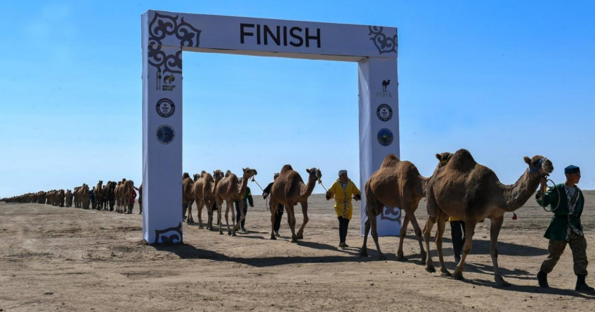 Әлемдегі ең үлкен түйе керуені Қазақстанда өтті