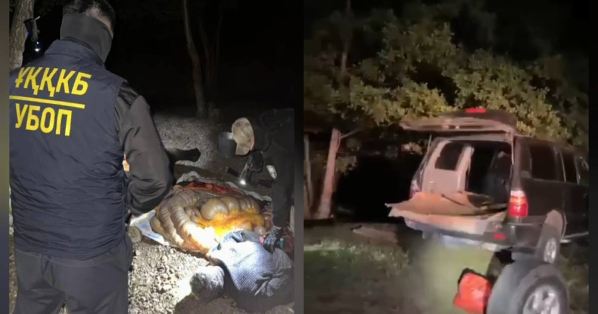 «Орманға апарып сойған»: Ақтөбе облысында мал ұрлағандар қылмыс үстінде ұсталды