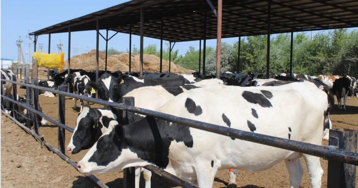 Сапа мен сұрып