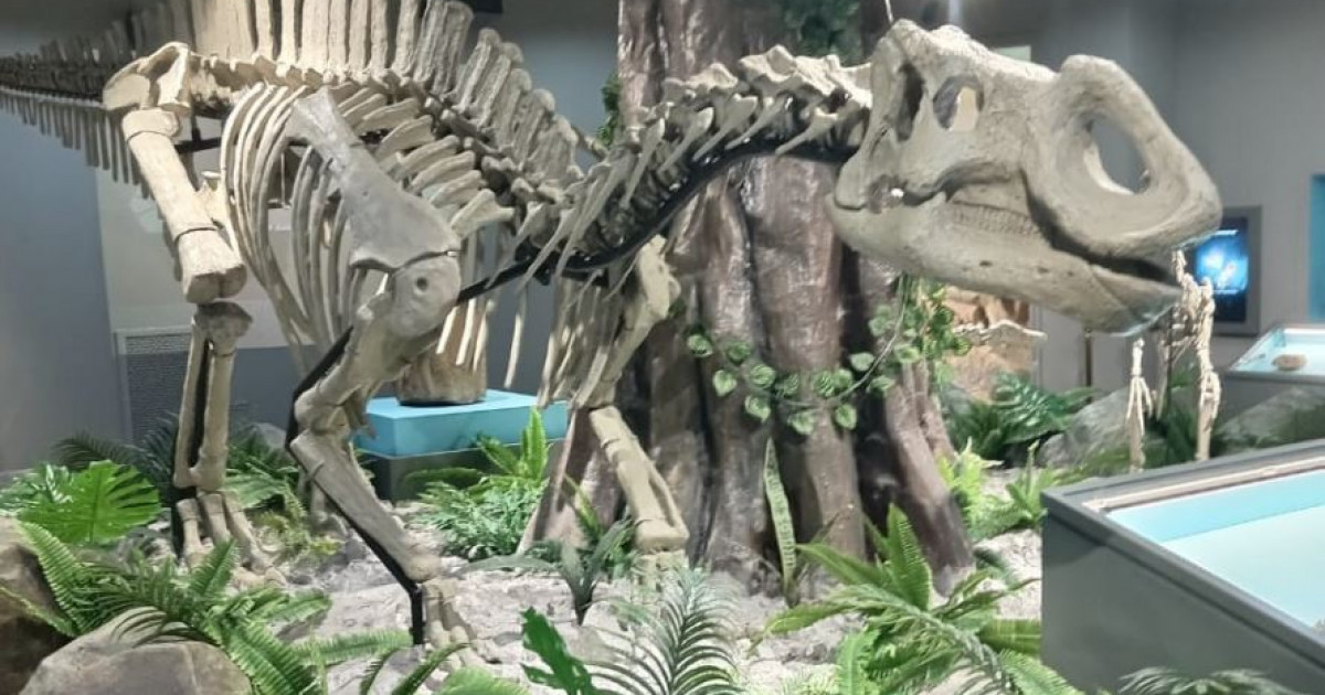 Бразилиялық пизда