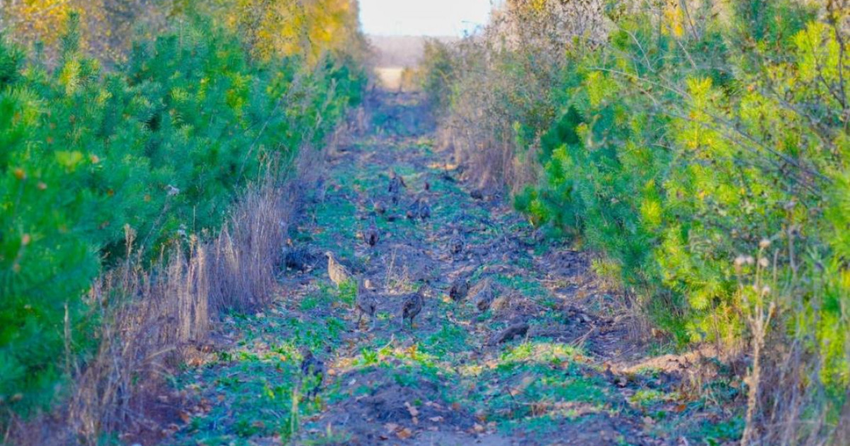 Астананың жасыл белдеуіне жүздеген қырғауыл жіберілді