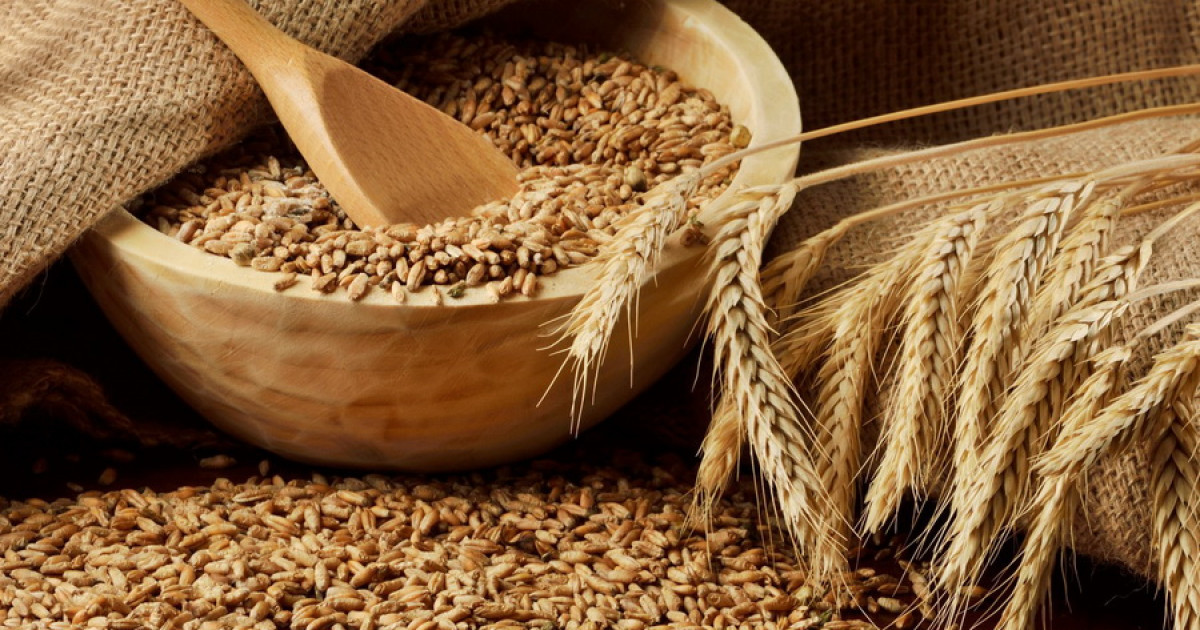 Биыл 20 миллион тоннадан астам бидай жиналды