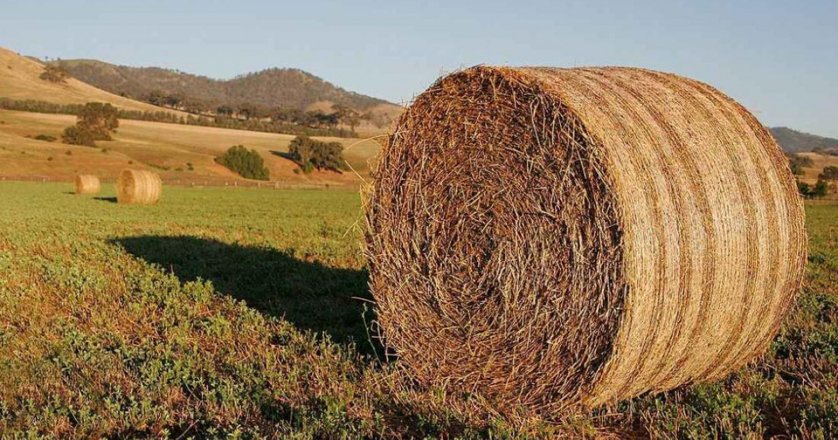 Қазақстанда 35 миллион тонна мал азығы дайындалды