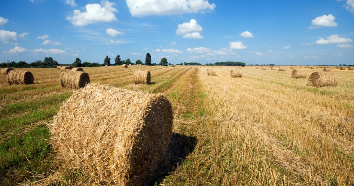 Қазақстанда 36,8 миллион тонна мал азығы дайындалды