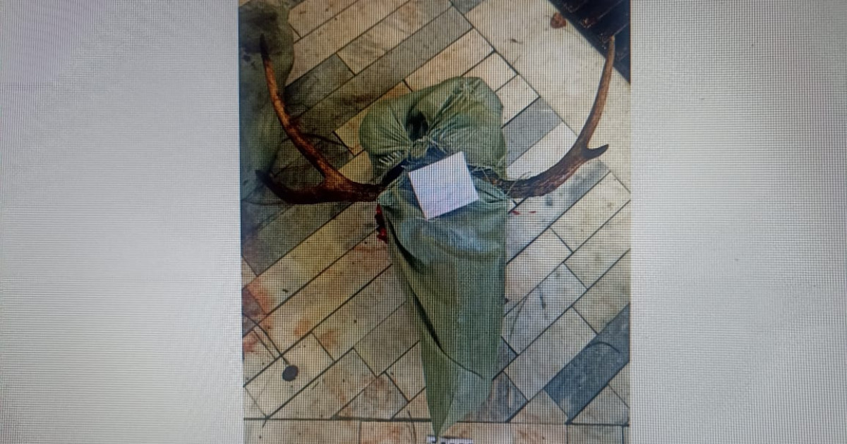 Анал қыздар айқайлайды