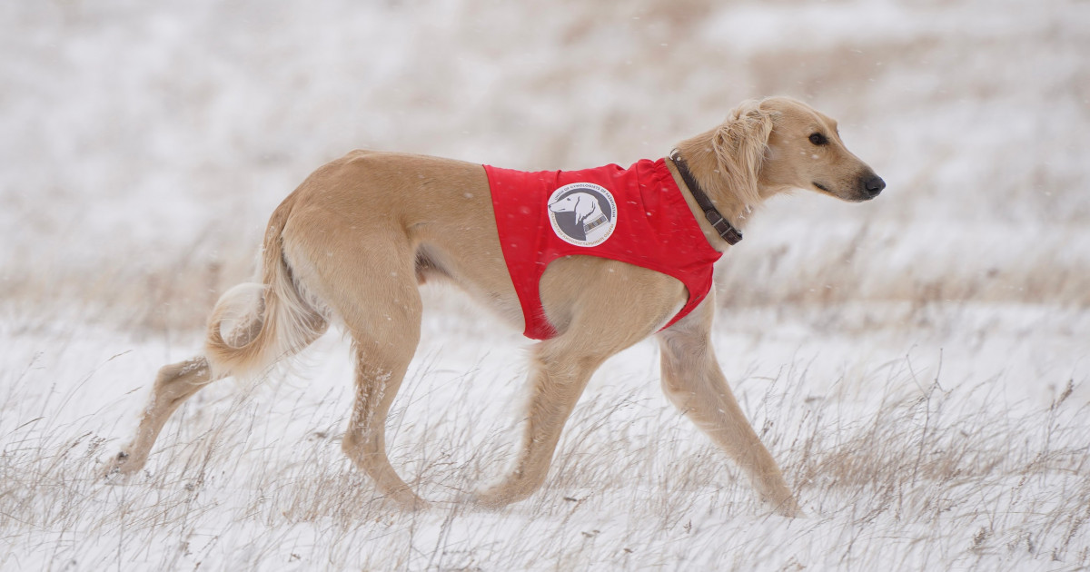 Астанада қазақы тазының аңшылық шеберлігі сыналды