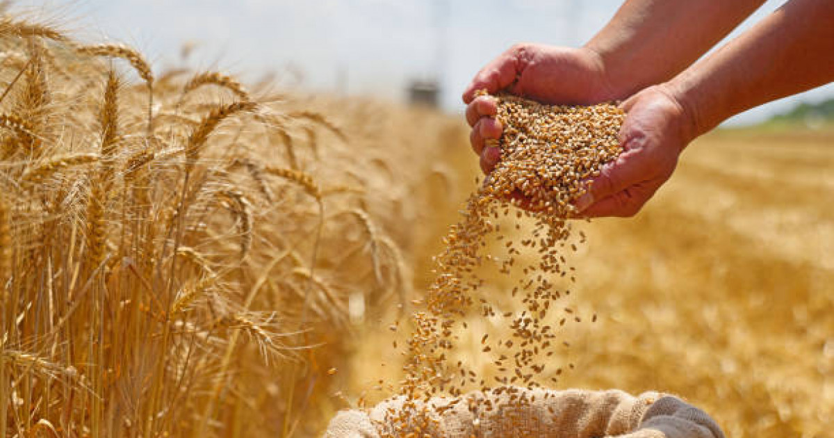 Қостанай облысында 6,7 миллион тонна бидай жиналды