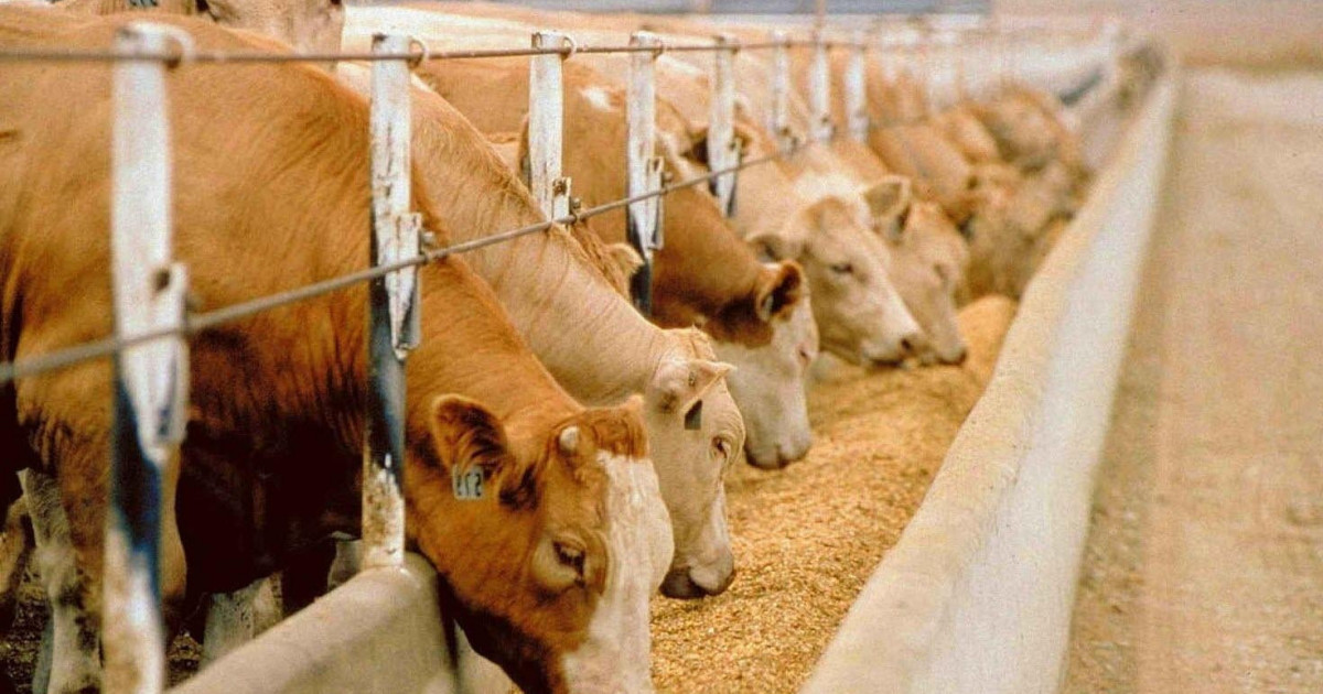 Мал шаруашылығының әлеуетін барынша пайдалану қажет – Қасым-Жомарт Тоқаев