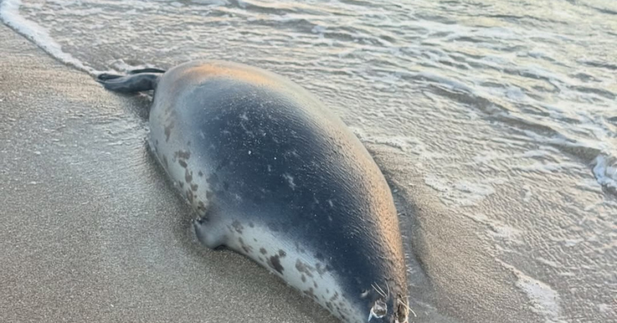 Бағынушының кеңсесінде бастығына куннилингус жасап жатқан суреті.
