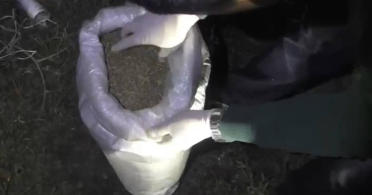 Шуда 50 келіден астам марихуана тасымалдаған екі адам ұсталды