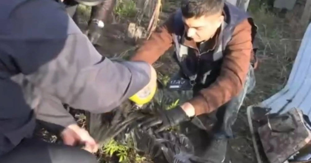 Порно жұлдыз Азия Аррейраны онлайн көріңіз