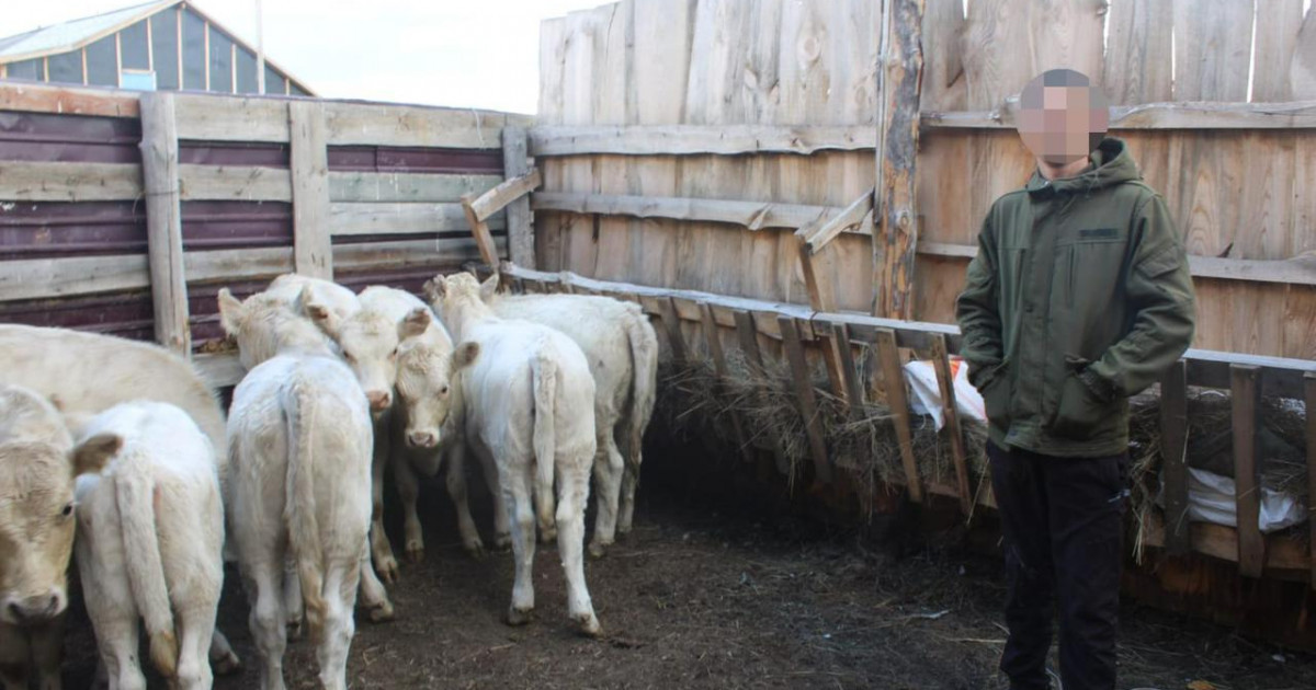 «Жайылымдағы ірі қараны қалаға апарып сатқан»: мал ұрлығына қатысы бар 19 жастағы азамат ұсталды