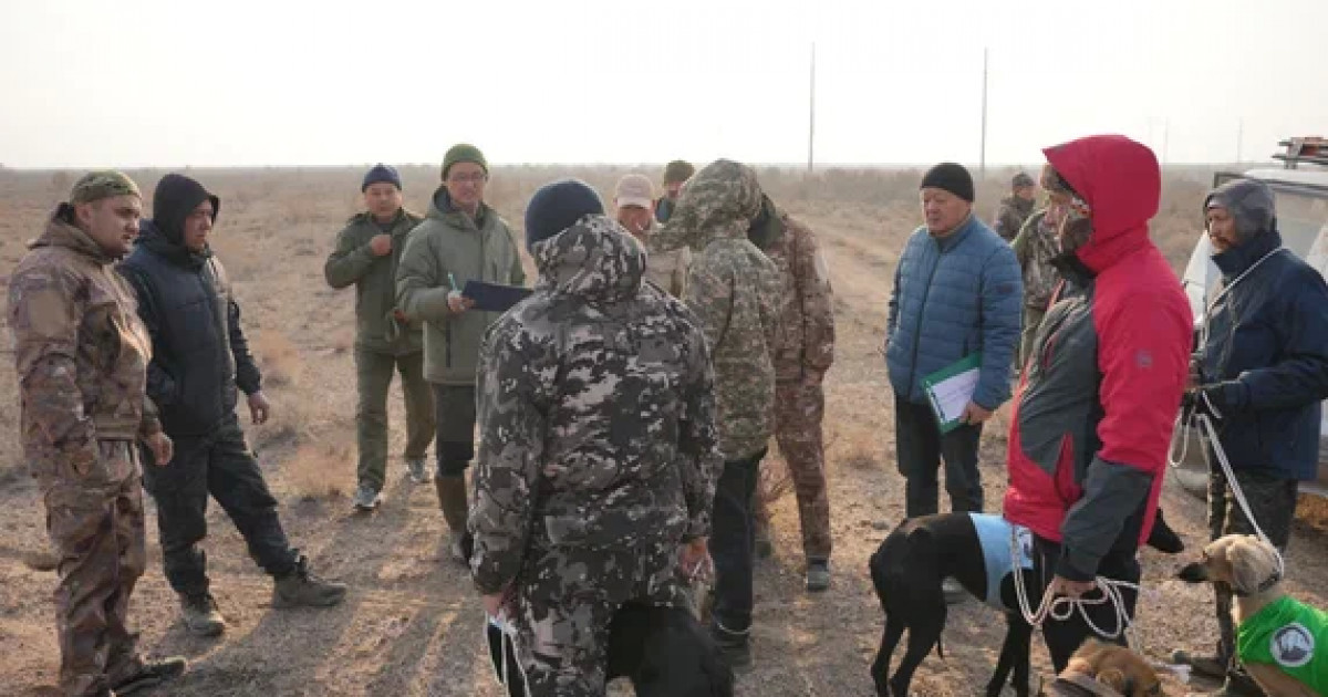 «Қазақы тазы»: Алматы облысындағы аңшылық сынағы өтті