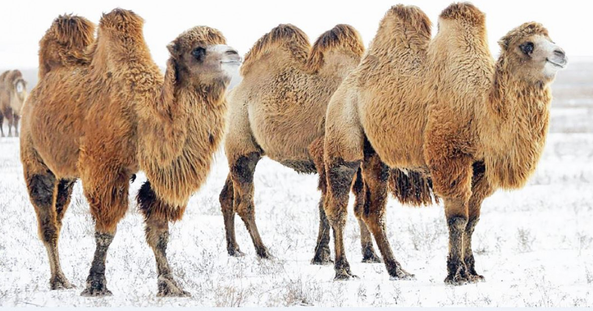 Түйе шаруашылығы түлеген жыл