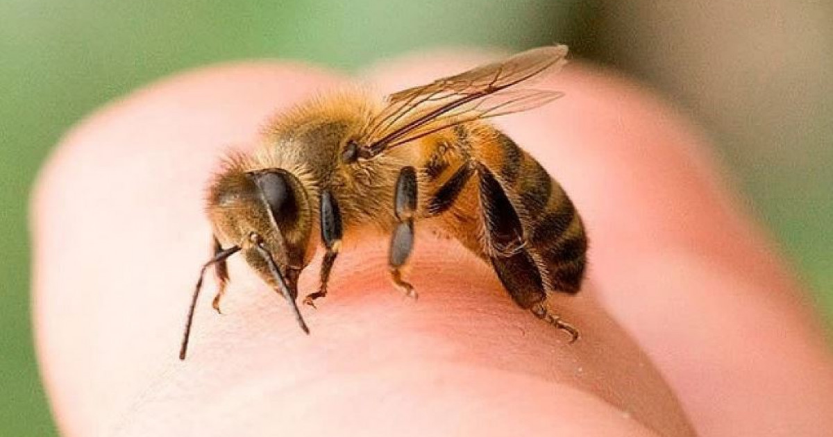 Бір айда 253 ара шақса...