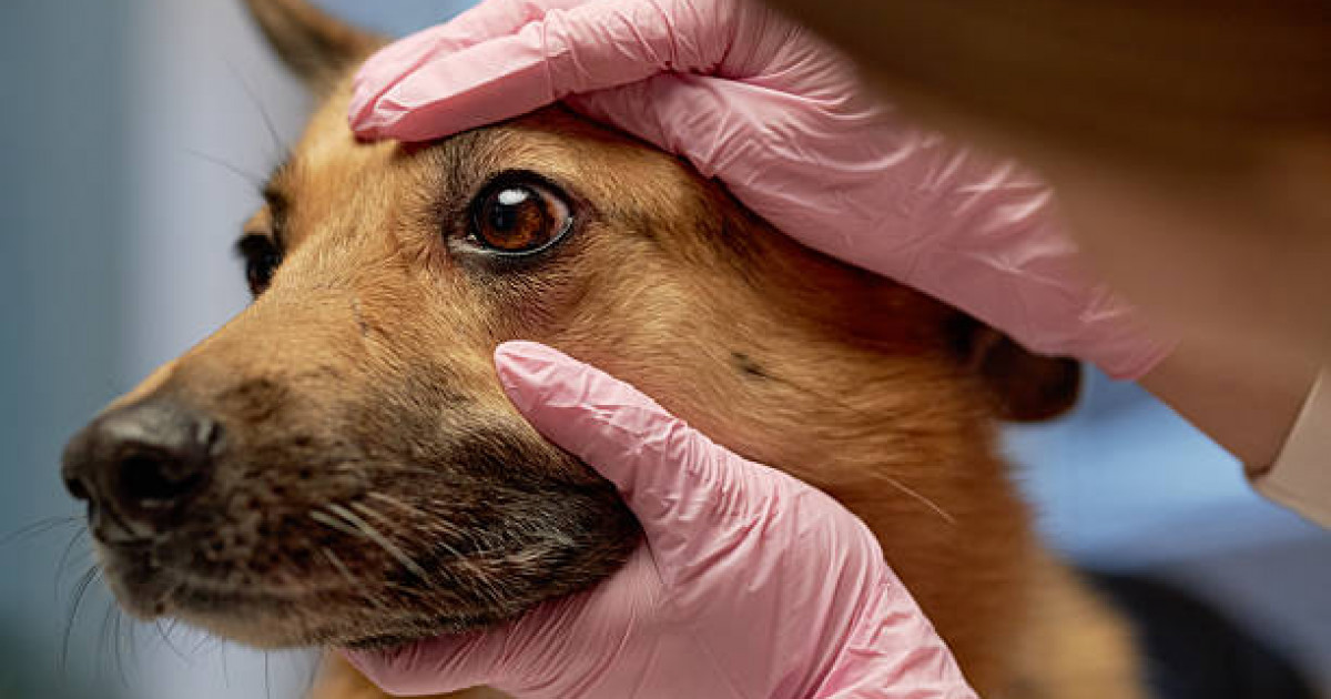 Елде  ветеринария  мамандығы бойынша мемлекеттік гранттың үлесі 2 есе  азайған