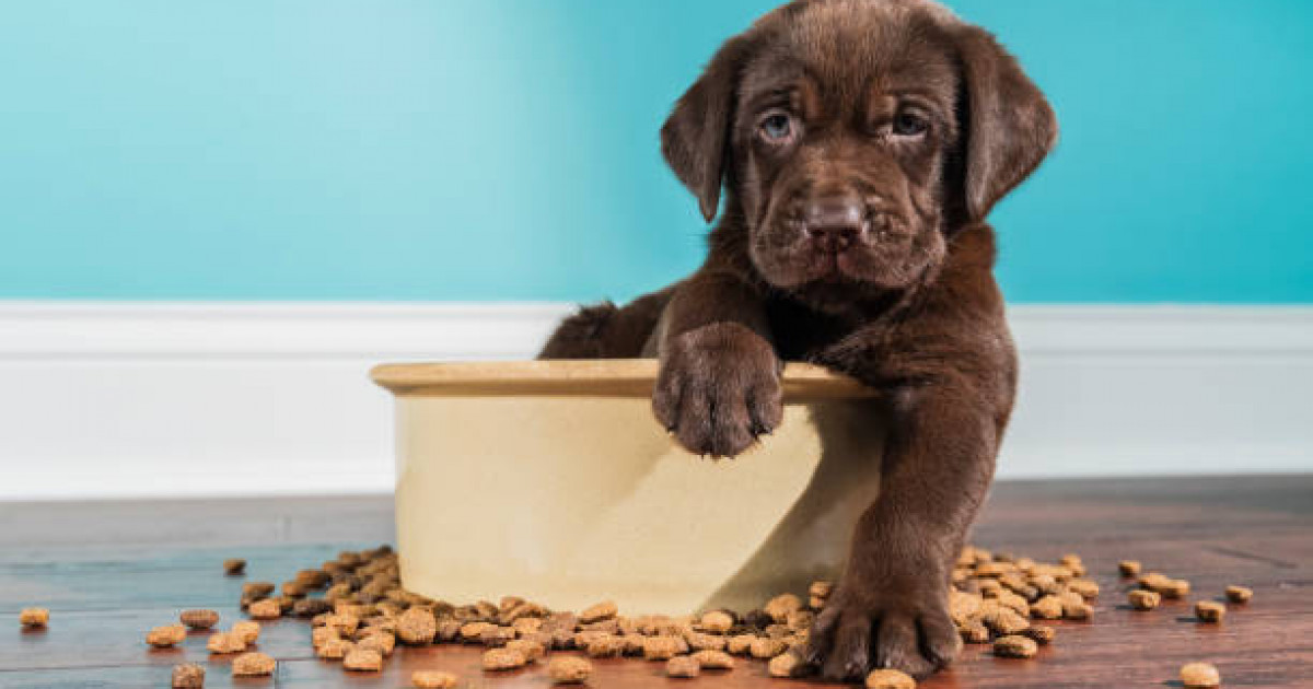 Қонаев қаласында үй жануарларына дайын жем өндіретін зауыт салынады