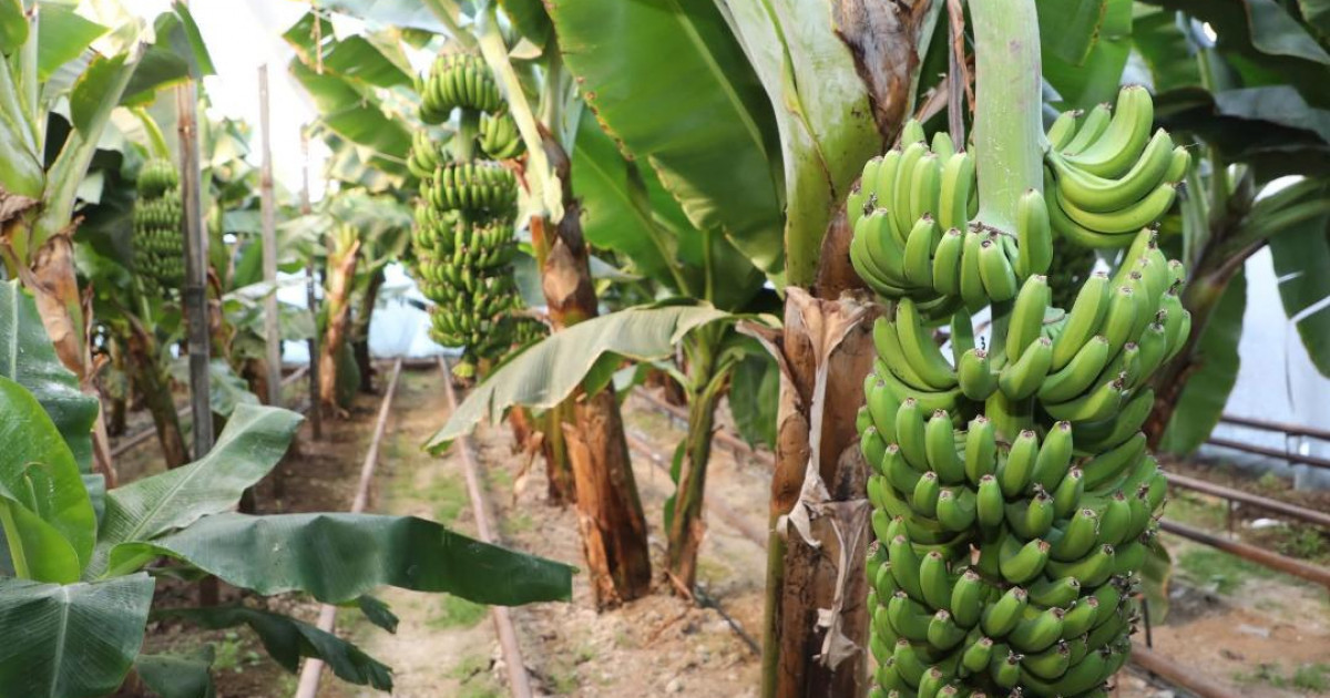 Сарыағаш ауданында әлемге танымал "Кавендиш" бананы өседі