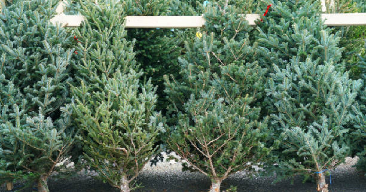 Теміртауда ер адам кіреберістегі шыршаны өртеп, 10 тәулікке қамалды