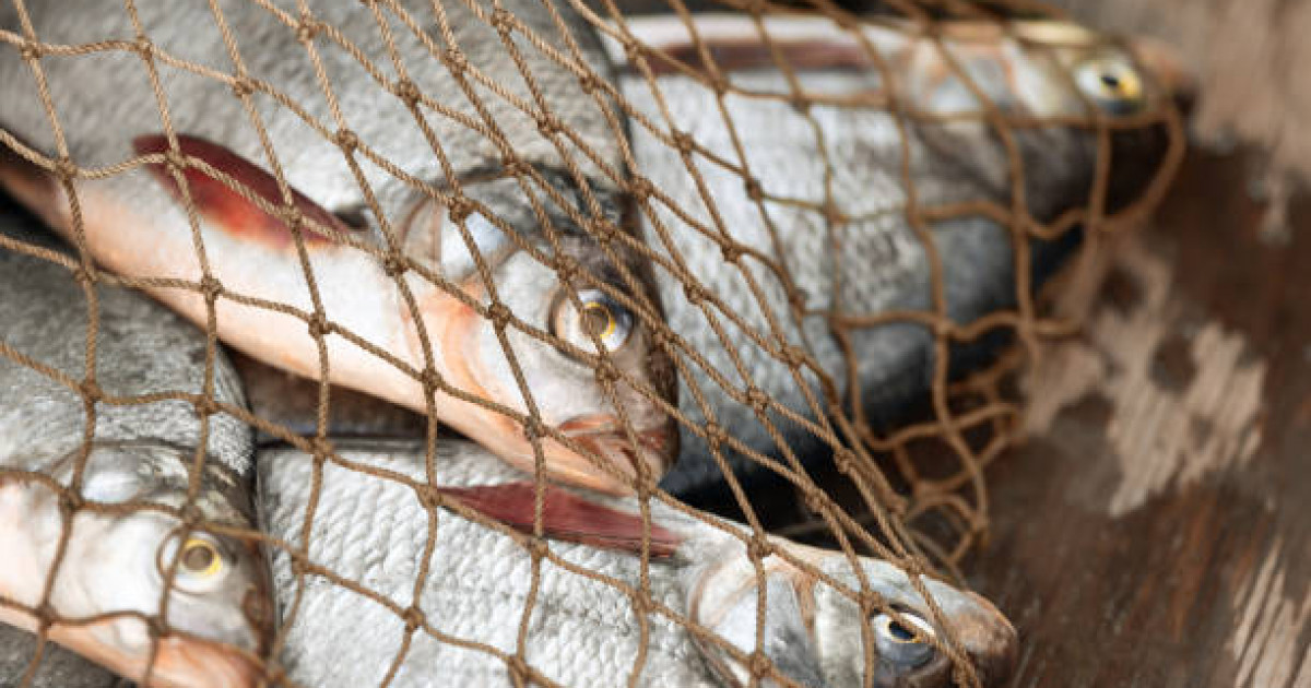 Алматы облысында браконьерлік пен заңсыз қару сақтау бойынша 6 қылмыстық іс қозғалды