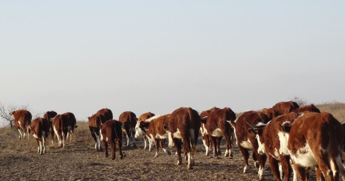Атырау облысында белгісіз мал ауруы таралуына байланысты сиыр етін сатуға тыйым салынды