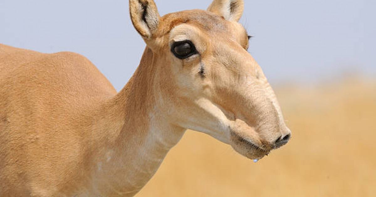 Батыс Қазақстанда киік етінен жасалған жаңа консервілер нарыққа шыға бастады