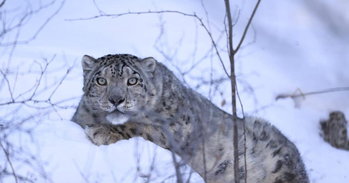 Қар барысын қорғау мақсатында оған спутниктік қарғыбау орнатылды