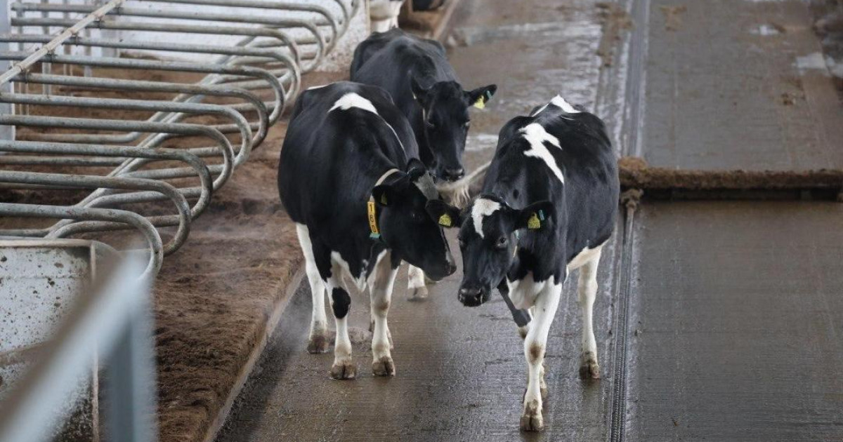 Қазақстанда етті мал шаруашылығын дамытуға арналған форум өтеді