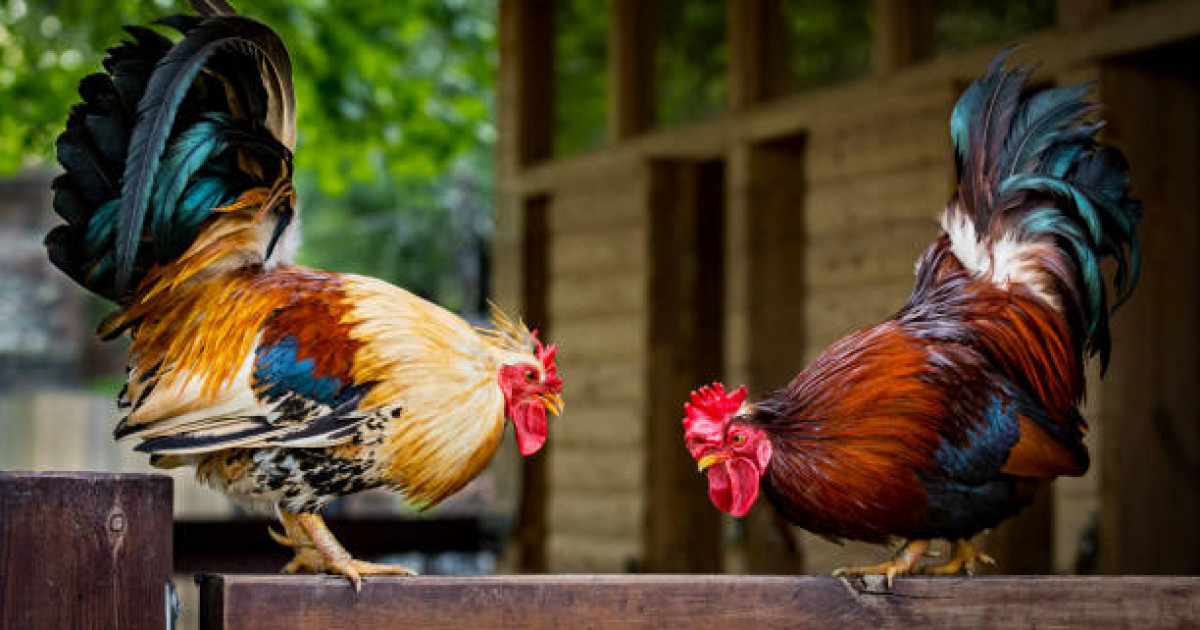 Түркияда әтеш төбелесін ұйымдастырғандарға 11 миллион теңге айыппұл салынды