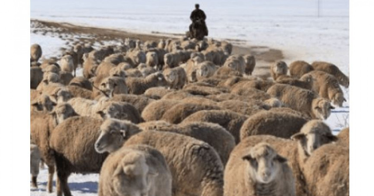 Ұлы даладағы дүбір: төрт түліктің түйткілі шешіле ме?