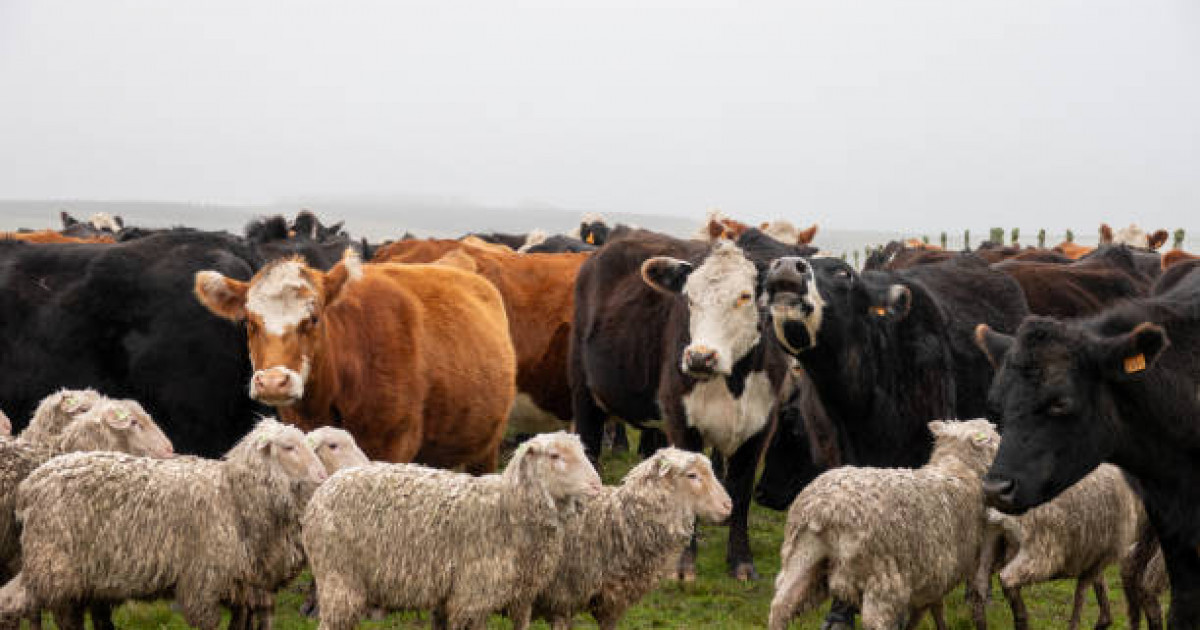 Ұлы даладағы дүбір: төрт түліктің түйткілі шешіле ме?