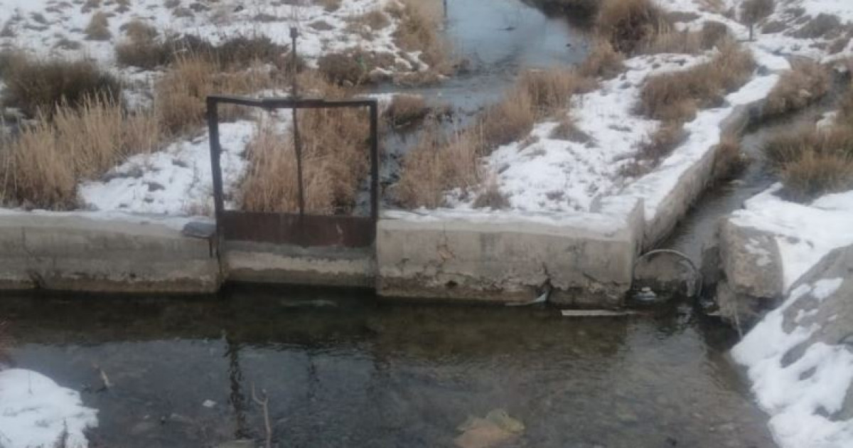 Қарасулықтар қара суға жарымай тұр