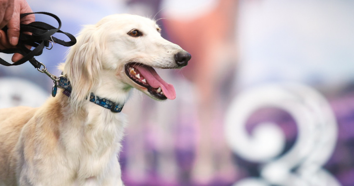 Қазақы тазыға арналған көрме өтті