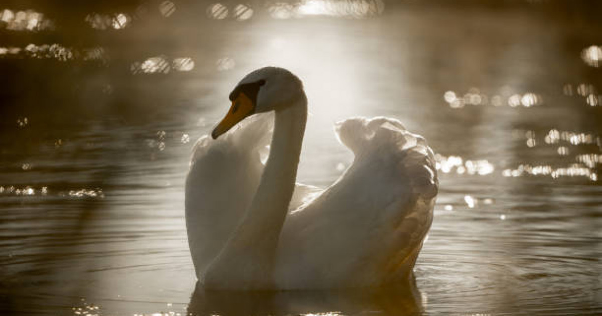 Каспий жағалауы өлі аққуға толған