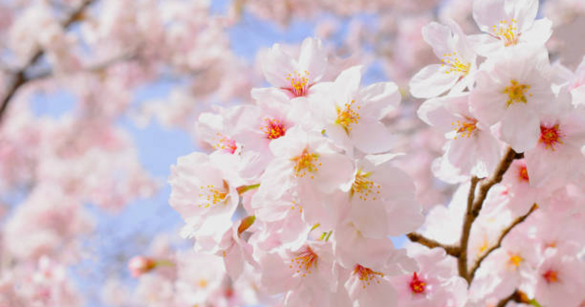 Наурыз айында ақшаны қалай үнемдеуге болады?