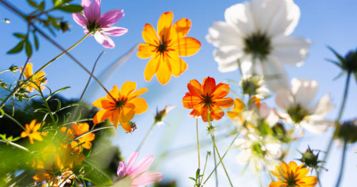 Наурыз – Қазақстандағы ең танымал әрі кеңінен аталып өтетін мейрам: әлеуметтанулық зерттеу нәтижесі