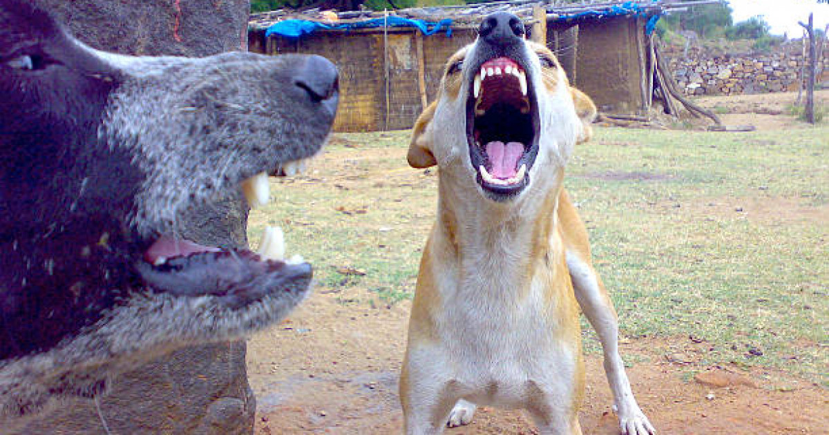 Шортандыда сұмдық оқиға: бір түнде 17 қойды бұралқы иттер қырып кетті