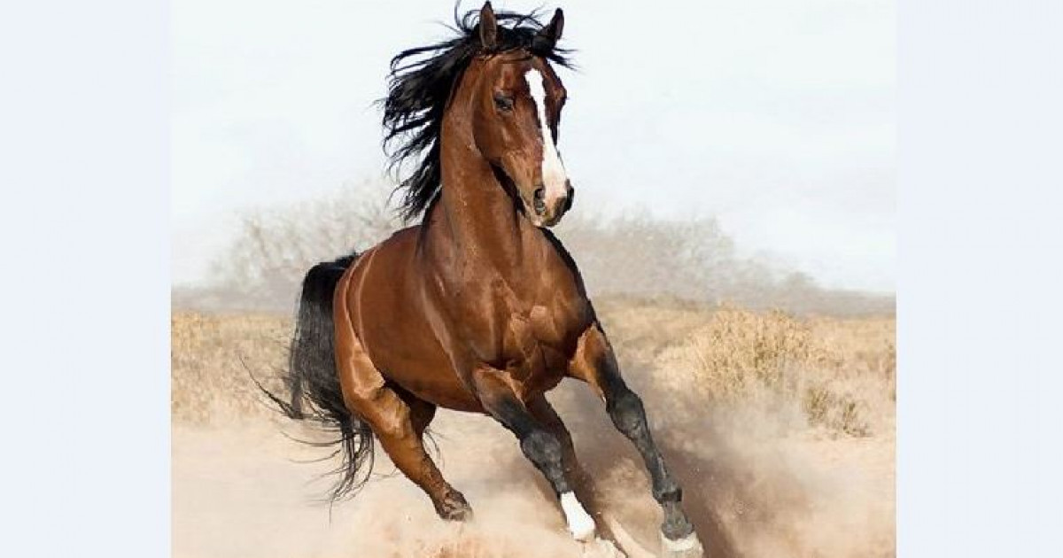 Төрлет, Арғымақ жыл!