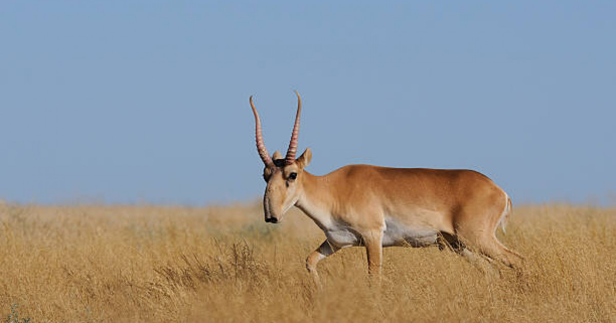 «УАЗ көлігінен 14 киіктің еті шықты»: Ақтөбеде браконьерлер ұсталды