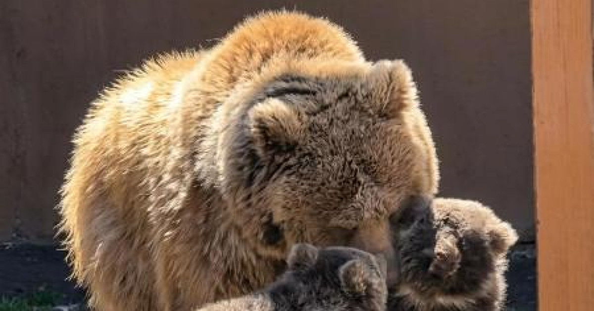 Алматы зообағында «Қызыл кітапқа» енген қонжықтар дүниеге келді