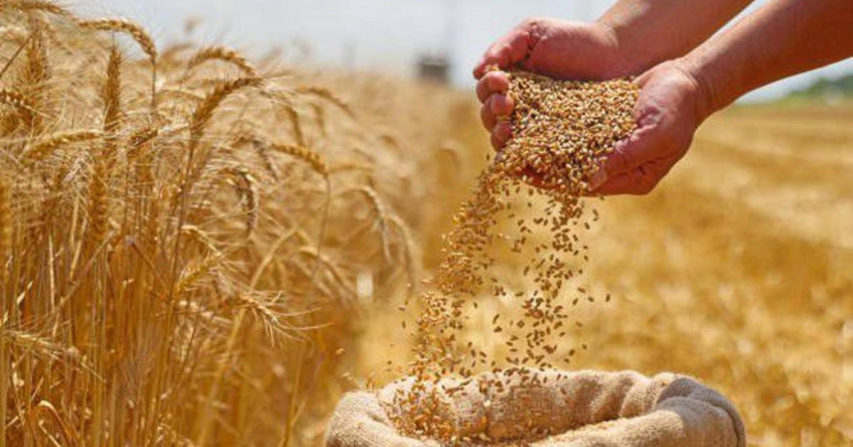 Астық пен ұн экспорты 9,9 миллион тоннаға жетті