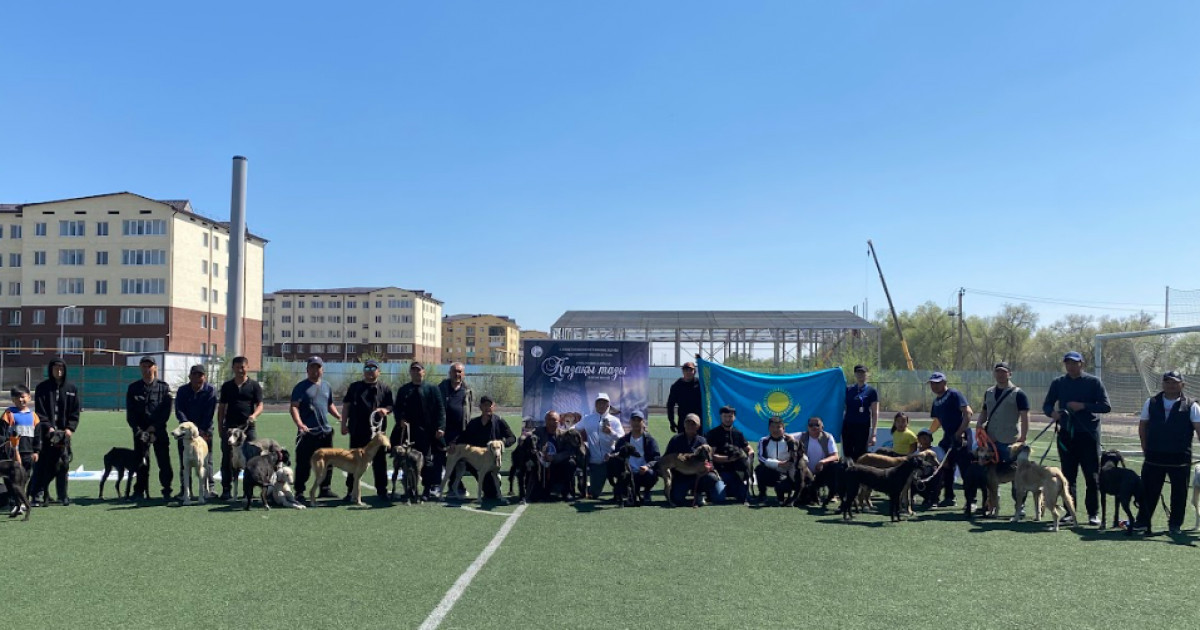 Екі облыста қазақы тазылардың байқауы өтті
