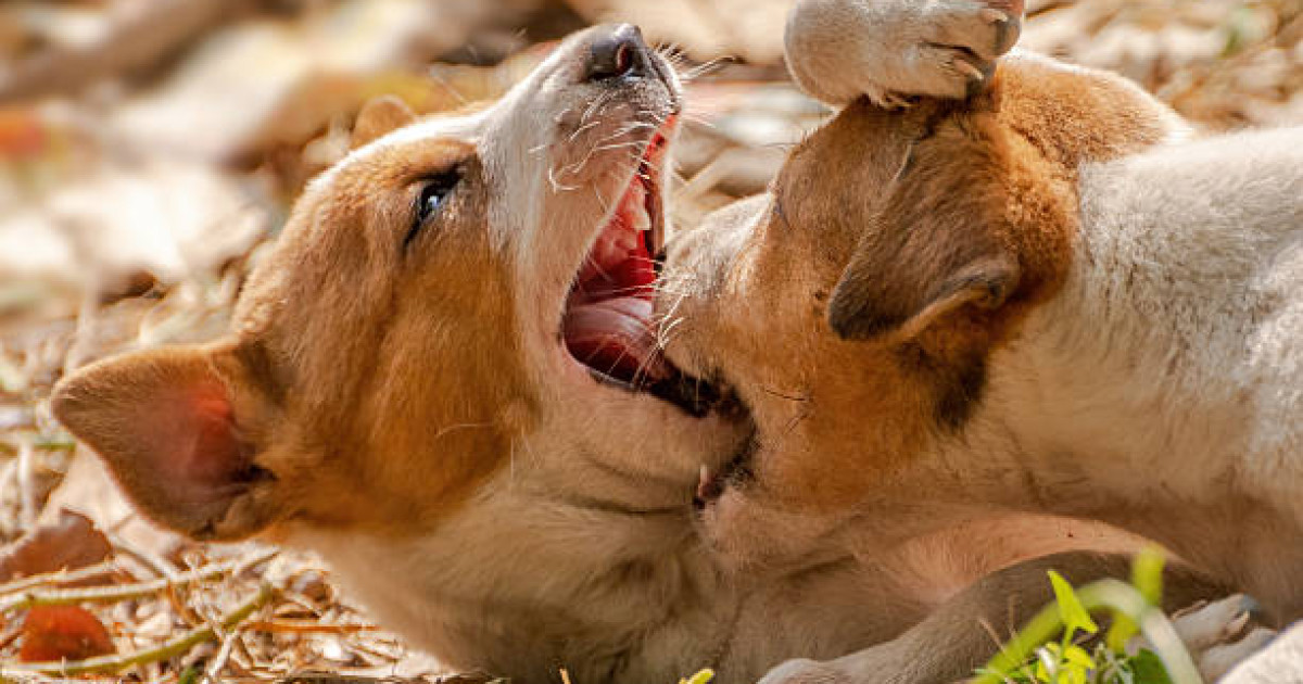 Елдегі бұралқы ит-мысықтың өсімін бақылауда ұстау керек – Анна Хамчукова