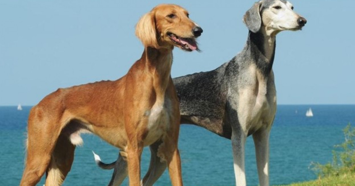 Ит адамға дос па?