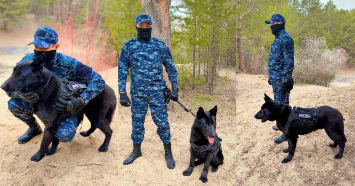 Қызметтік иттердің көмегімен 31 қылмыс ашылды