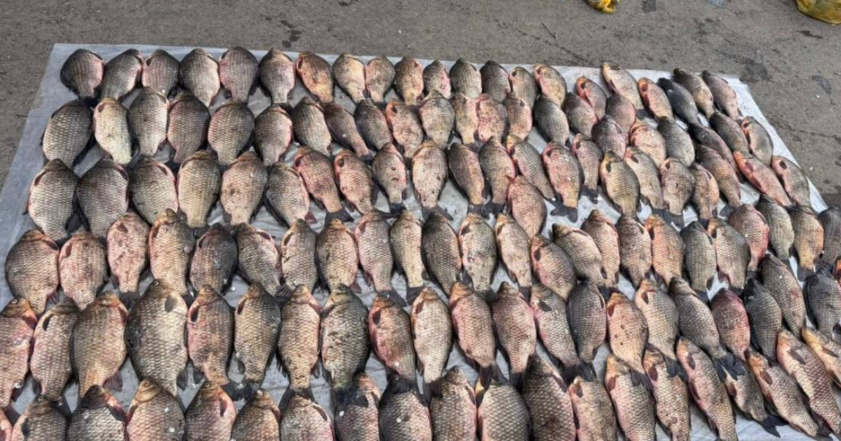 Оралда заңсыз 274 келі балық тасымалдаған жүргізуші ұсталды