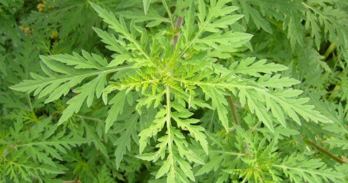 Ресей Федерациясынан әкелінген залалданған өнім анықталды