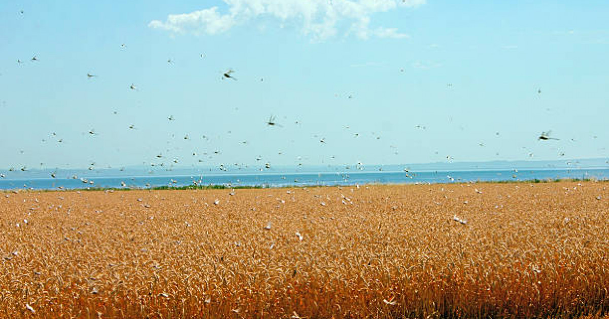 Шегірткеге қарсы күрес шараларына 100-ден астам дрон жұмылдырылады
