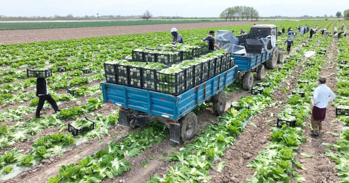 Түркістан облысының диқандары Ресейге ерте пісетін қырыққабат өнімін экспорттады