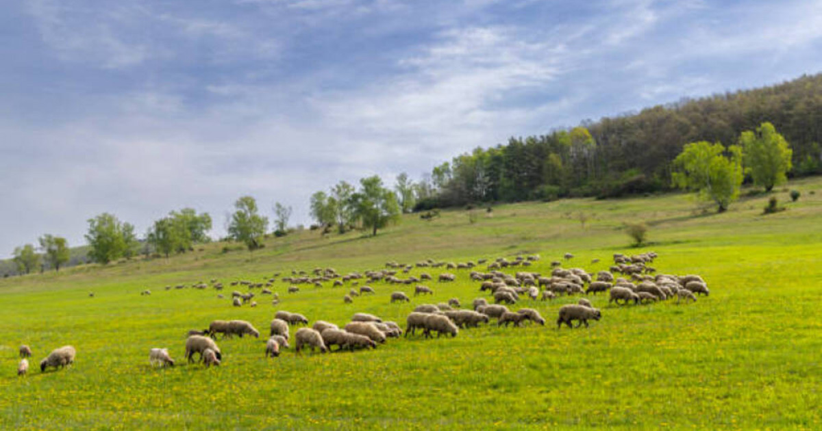 Ұлытау облысында Еділбай қойын өсіретін ірі кооператив құрылды